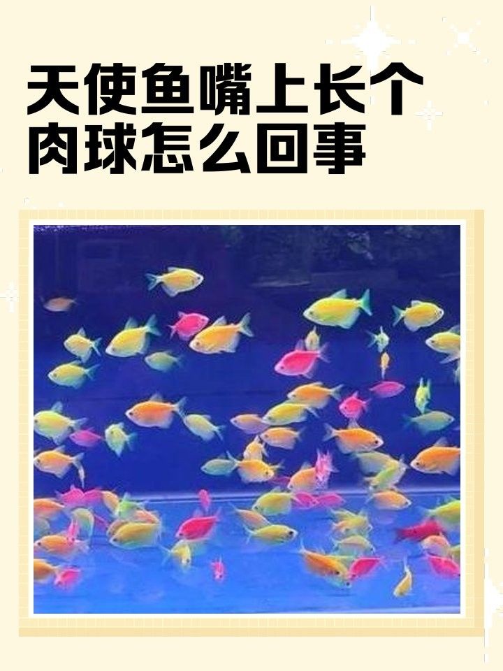 如何預(yù)防龍魚嘴上長肉球？：天使魚嘴上長個肉球怎么回事