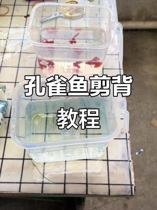 孔雀魚喂龍魚需要消毒嗎：養魚老道，孔雀魚消毒后如何保存 孔雀魚喂龍魚需要消毒嗎：養魚老道，孔雀魚消毒后如何保存 龍魚百科 第5張