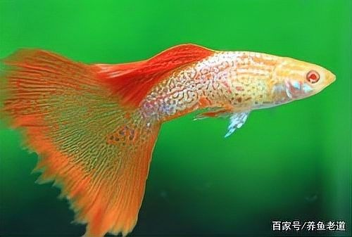 孔雀魚喂龍魚需要消毒嗎：養魚老道，孔雀魚消毒后如何保存 孔雀魚喂龍魚需要消毒嗎：養魚老道，孔雀魚消毒后如何保存 龍魚百科 第10張