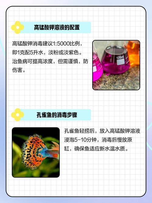 孔雀魚喂龍魚需要消毒嗎：養魚老道，孔雀魚消毒后如何保存 孔雀魚喂龍魚需要消毒嗎：養魚老道，孔雀魚消毒后如何保存 龍魚百科 第2張