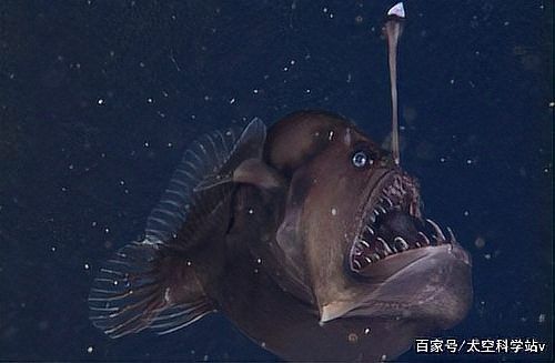 深海龍魚有哪些天敵：6種生活在深海的怪魚,長相或許將超乎你的想象!