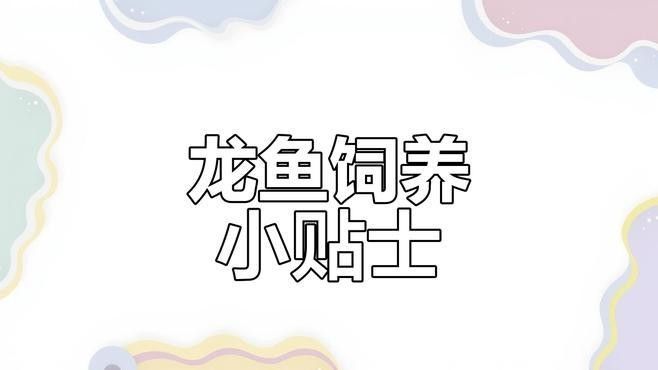 白玉紅龍魚發(fā)色技巧：白玉紅龍魚發(fā)色的核心在于血統(tǒng)純度
