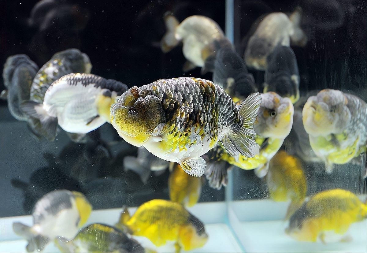 六角恐龍魚能聽懂主人說話嗎：六角恐龍魚真的會認主人嗎揭秘水寵世界的奇妙情感世界