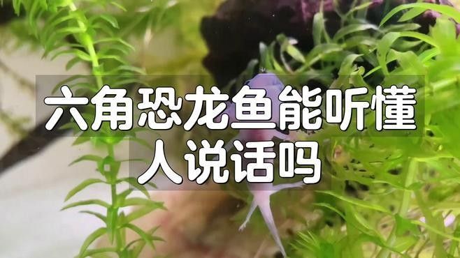 六角恐龍魚能聽懂主人說話嗎：六角恐龍魚真的會認主人嗎揭秘水寵世界的奇妙情感世界