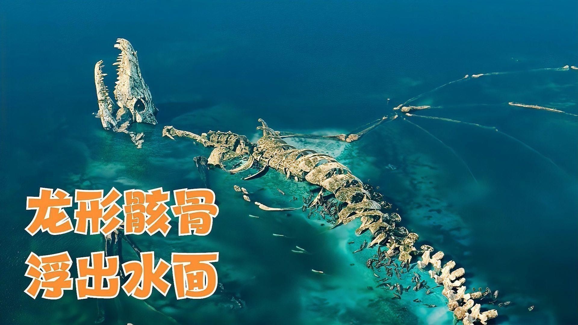龍族繁育機制的歷史背景：恐龍未解之謎 龍族繁育機制的歷史背景：恐龍未解之謎 龍魚百科 第1張