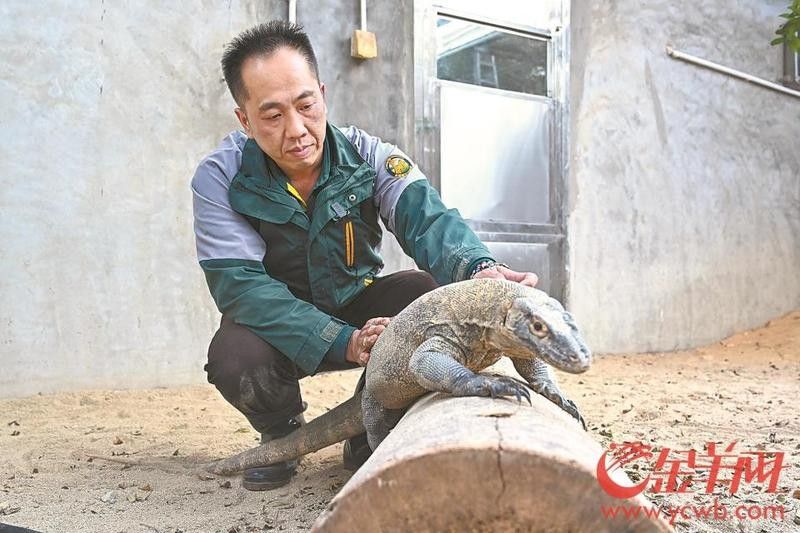龍族繁育機制的歷史背景：恐龍未解之謎 龍族繁育機制的歷史背景：恐龍未解之謎 龍魚百科 第6張