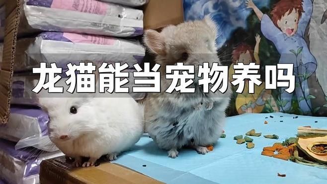 龍貓散養需要哪些設施？：龍貓散養需確保環境安全且符合其習性