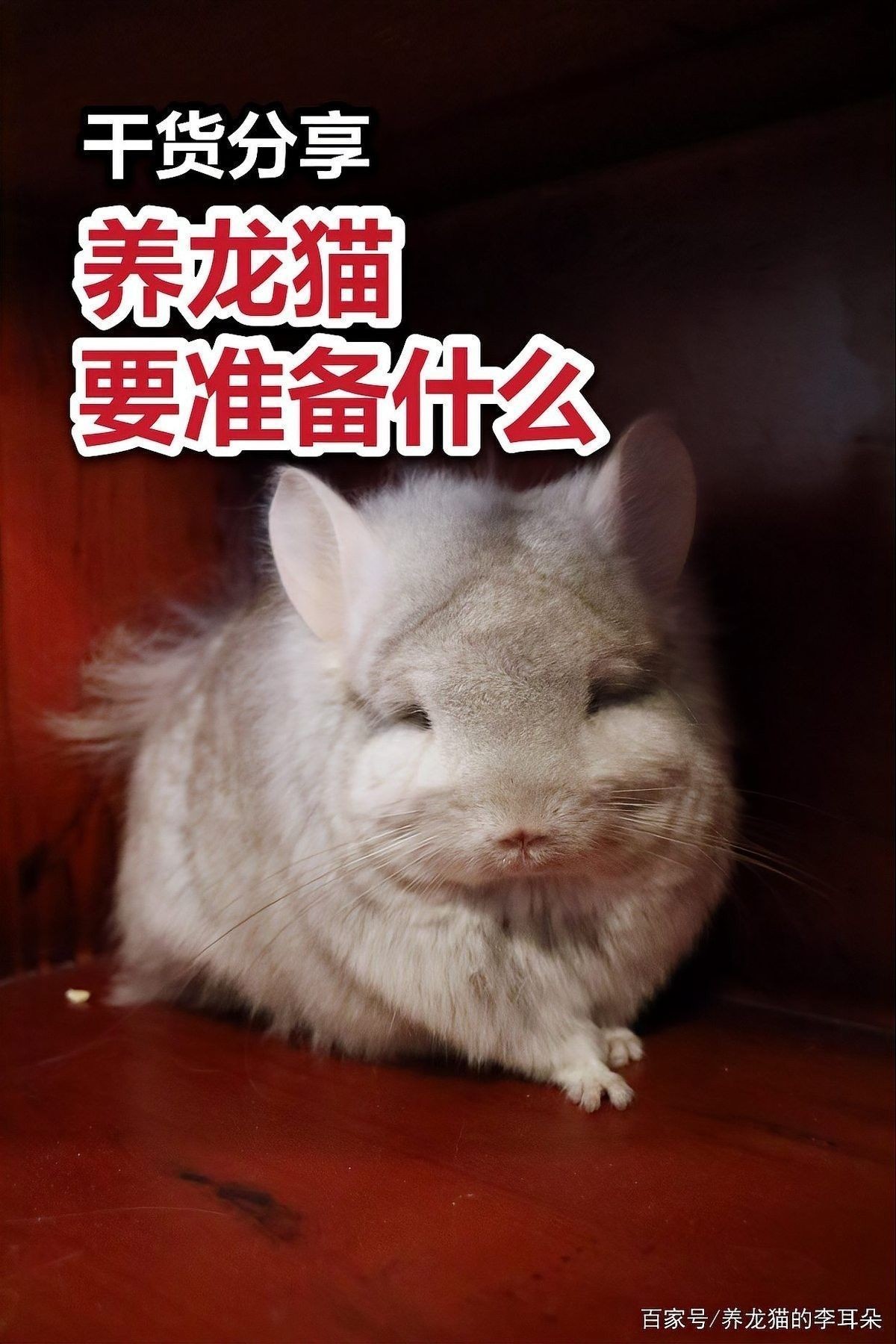 龍貓散養需要哪些設施？：龍貓散養需確保環境安全且符合其習性