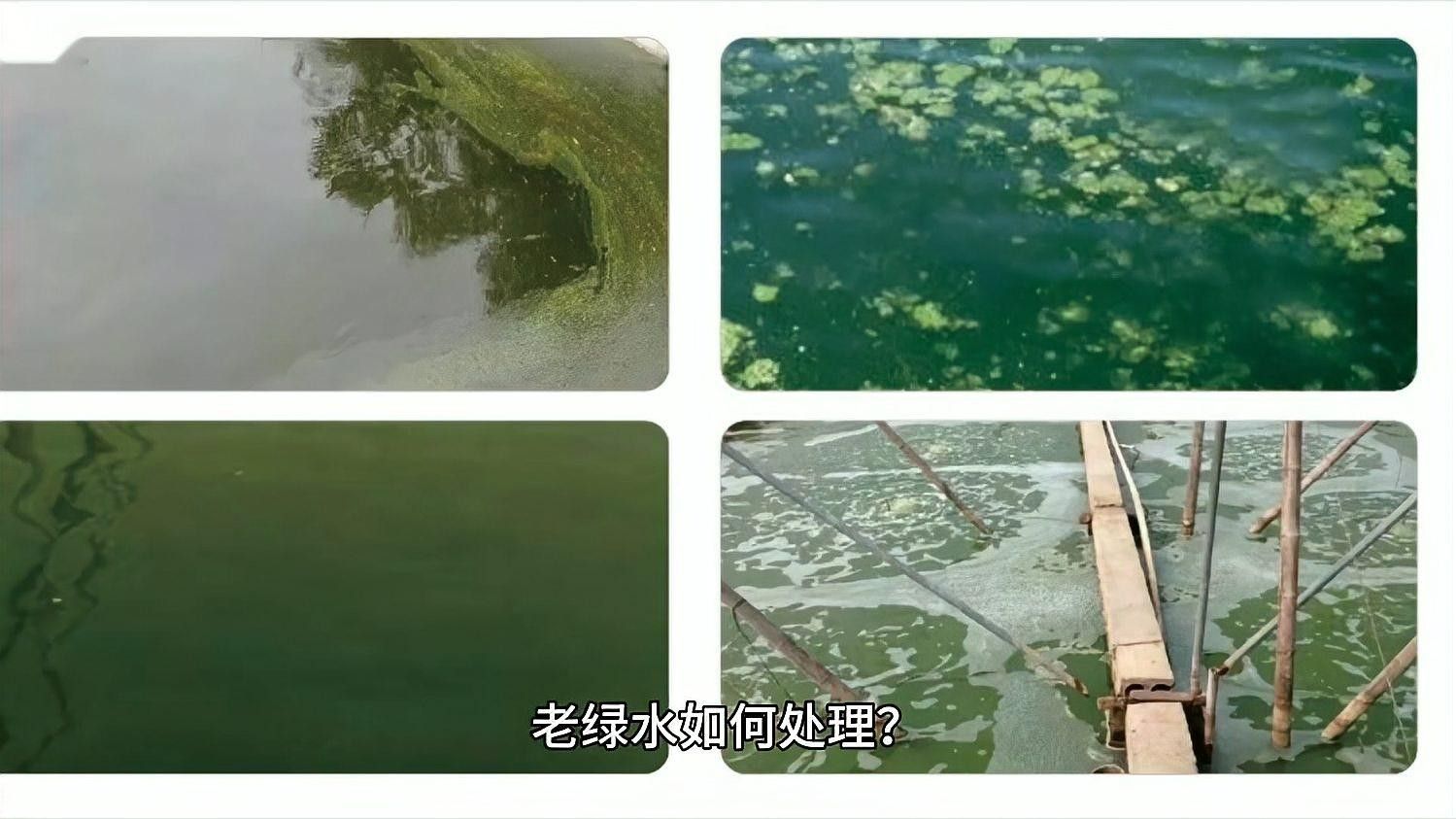 如何控制綠水的濃度？：控制綠水濃度需綜合調節光照、換水頻率和喂食量 如何控制綠水的濃度？：控制綠水濃度需綜合調節光照、換水頻率和喂食量 龍魚百科 第2張