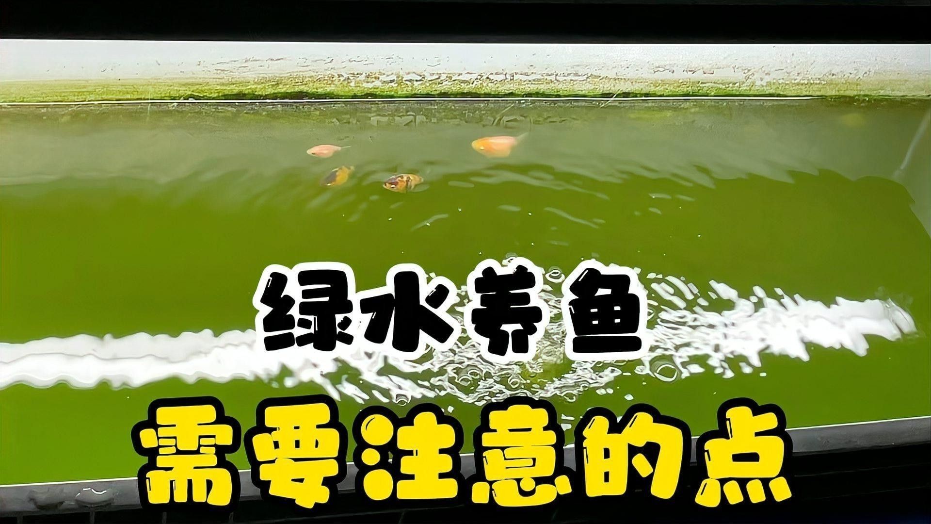 如何控制綠水的濃度？：控制綠水濃度需綜合調節光照、換水頻率和喂食量 如何控制綠水的濃度？：控制綠水濃度需綜合調節光照、換水頻率和喂食量 龍魚百科 第1張