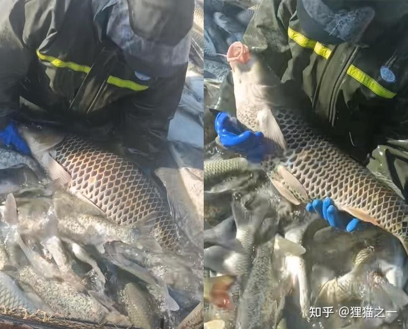 化龍鯉是基因突變嗎：基因突變江西漁民捕獲一條“化龍鯉”,滿身魚鱗很像龍甲！