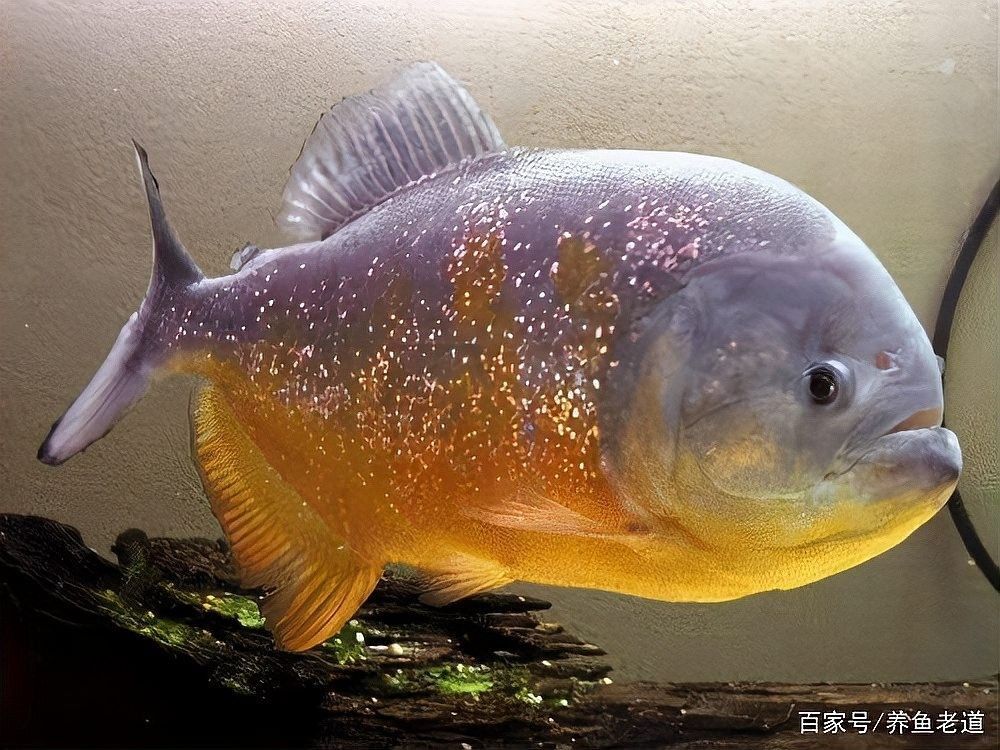 紅腹水虎的壽命有多長？：養魚老道聽，紅腹水虎需要多大的魚缸