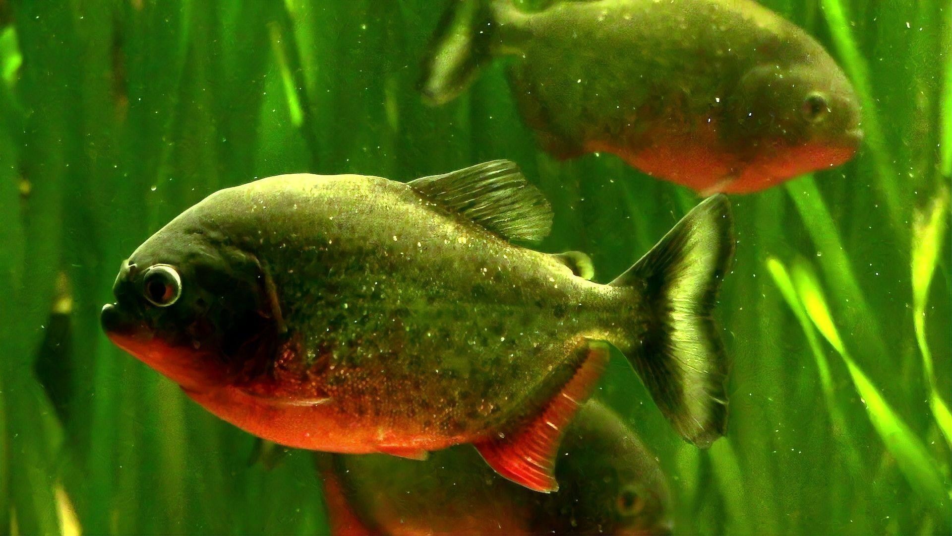 紅腹水虎的壽命有多長？：養魚老道聽，紅腹水虎需要多大的魚缸