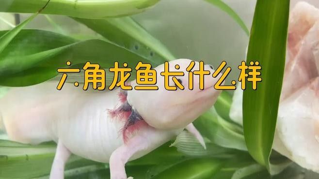 如何判斷六角龍魚是否健康：六角恐龍魚生病的表現