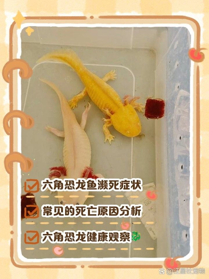 如何判斷六角龍魚是否健康：六角恐龍魚生病的表現