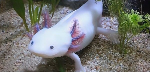 如何判斷六角龍魚是否健康：六角恐龍魚生病的表現