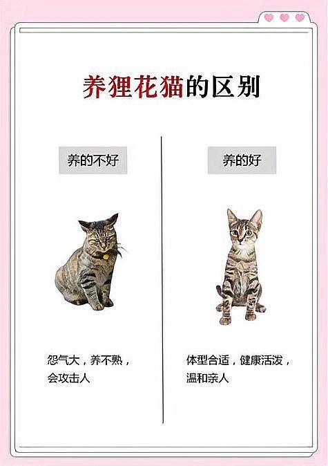 屬虎的人養貓會有什么后果：屬虎的人養貓好不好 屬虎的人養貓會有什么后果：屬虎的人養貓好不好 龍魚百科 第3張