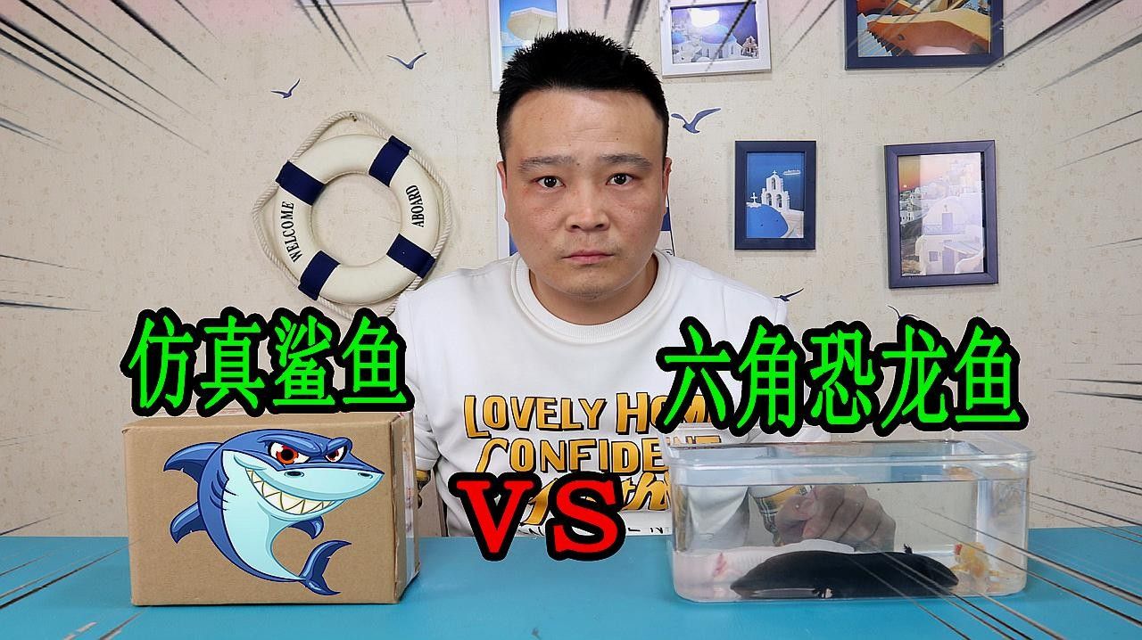 如何優化恐龍魚的生活環境：六角恐龍魚的公母其實很簡單,這條視頻教會你好奇發