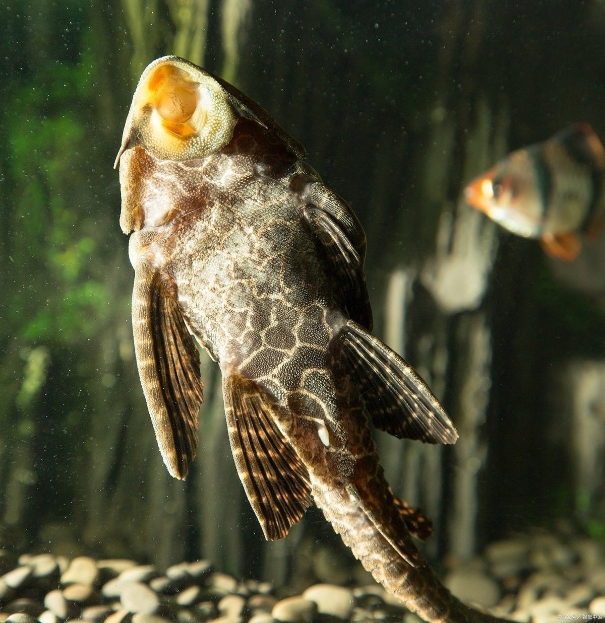 如何優化恐龍魚的生活環境：六角恐龍魚的公母其實很簡單,這條視頻教會你好奇發