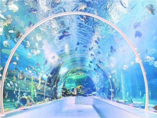 臨沂哪個水族館龍魚好？祥龍魚場龍魚：臨沂海洋世界主題公園觀賞龍魚飼養(yǎng)技巧與注意事項