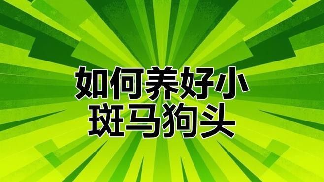 武吉美拉金龍魚【關(guān)于武吉美拉金龍魚的問題】