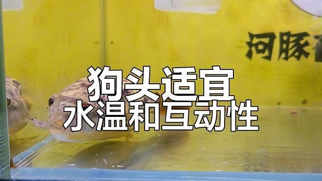 斑馬狗頭魚單獨飼養(yǎng)需要注意什么：斑馬狗頭魚怎么養(yǎng)