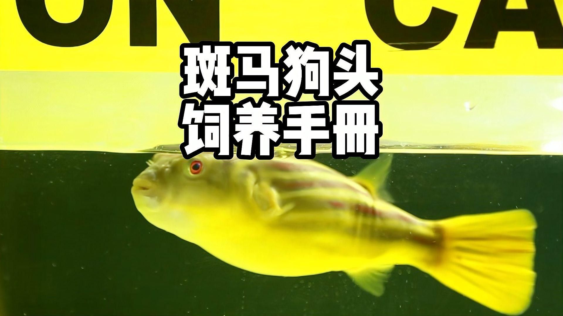 斑馬狗頭魚單獨飼養(yǎng)需要注意什么：斑馬狗頭魚怎么養(yǎng)