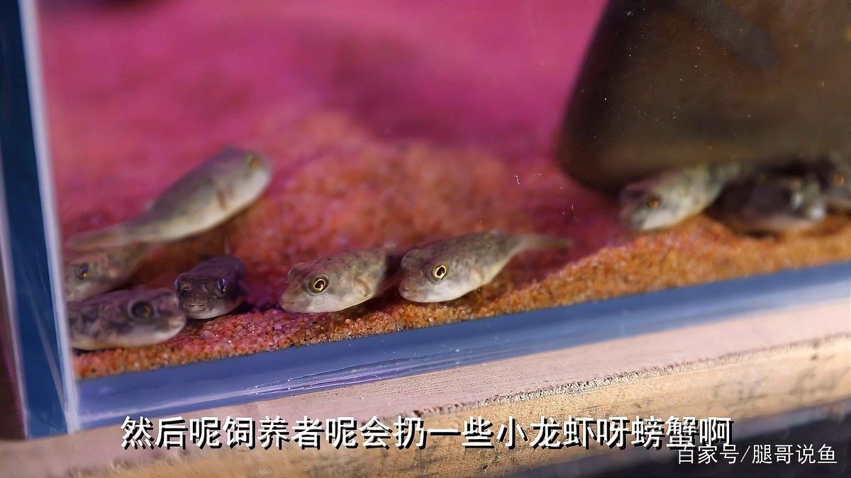 斑馬狗頭魚單獨飼養(yǎng)需要注意什么：斑馬狗頭魚怎么養(yǎng)