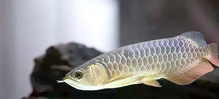 龍魚增寬需要多長時間：龍魚各階段如何喂食養龍必看養魚小藝 龍魚增寬需要多長時間：龍魚各階段如何喂食養龍必看養魚小藝 龍魚百科 第9張