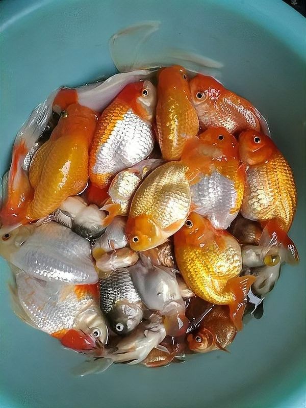 龍魚死亡后多久清洗魚缸合適：魚死了，怎么辦