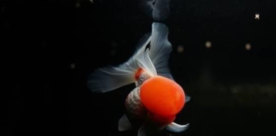 龍魚死亡后多久清洗魚缸合適：魚死了，怎么辦