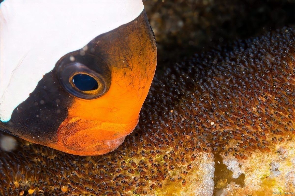 虎斑恐龍魚卵多久孵化出來？：虎斑恐龍魚卵孵化時間