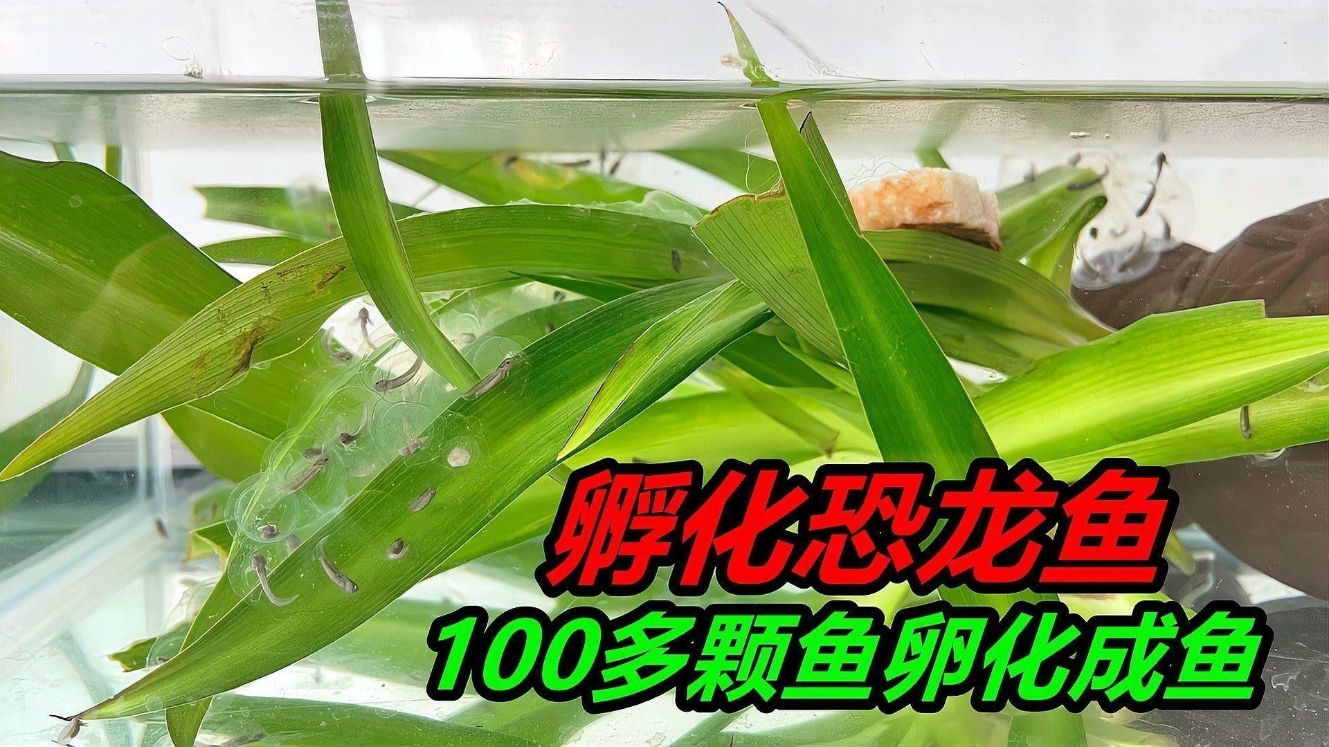 虎斑恐龍魚卵多久孵化出來？：虎斑恐龍魚卵孵化時間