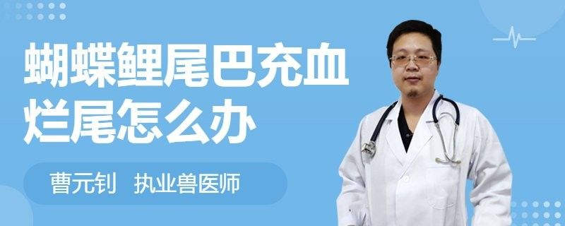 如何判斷蝴蝶鯉是否受傷感染：蝴蝶鯉受傷感染會自愈嗎