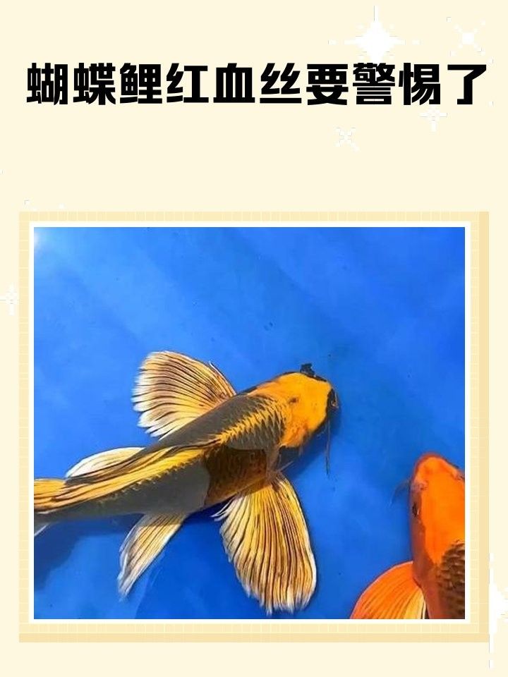 如何判斷蝴蝶鯉是否受傷感染：蝴蝶鯉受傷感染會自愈嗎