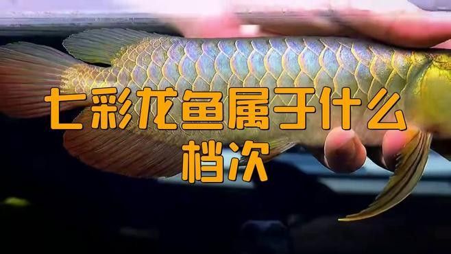 如何鑒別七彩金龍魚的品質(zhì)：七彩金龍魚的品質(zhì)需綜合鱗片表現(xiàn)、血統(tǒng)特征及飼養(yǎng)環(huán)境等多方面因素