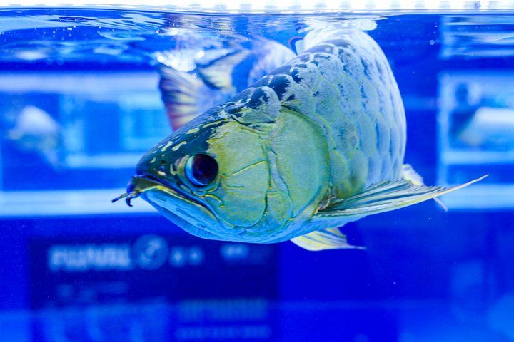 2025 長城杯世界龍虎魟魚錦標賽(頒獎典禮):2025長城杯世界龍虎魟魚錦標賽頒獎典禮