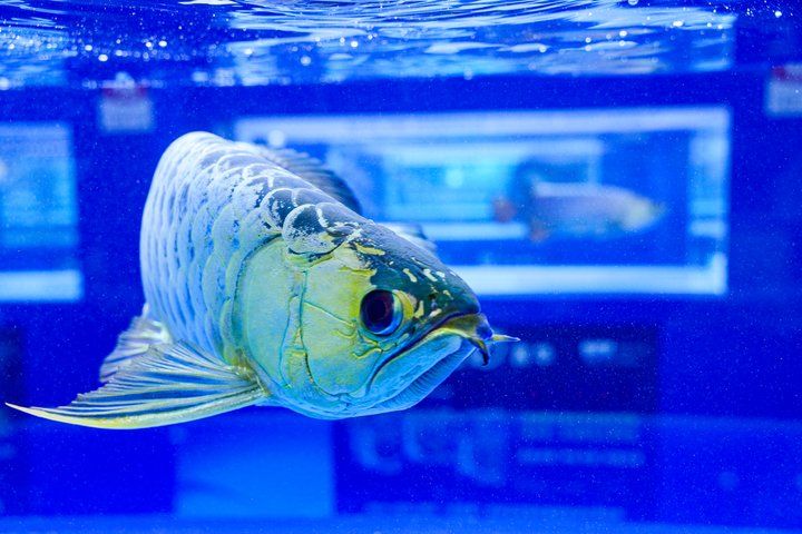2025 長城杯世界龍虎魟魚錦標賽(頒獎典禮):2025長城杯世界龍虎魟魚錦標賽頒獎典禮