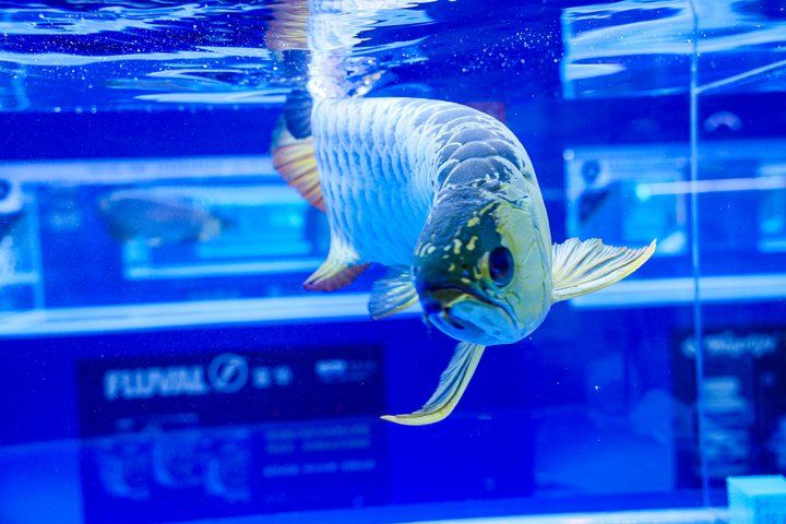 2025 長城杯世界龍虎魟魚錦標賽(頒獎典禮):2025長城杯世界龍虎魟魚錦標賽頒獎典禮