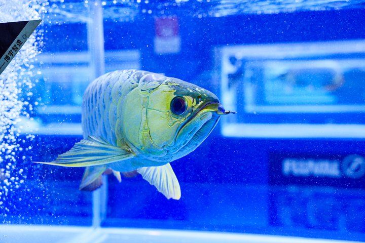 2025 長城杯世界龍虎魟魚錦標賽(頒獎典禮):2025長城杯世界龍虎魟魚錦標賽頒獎典禮