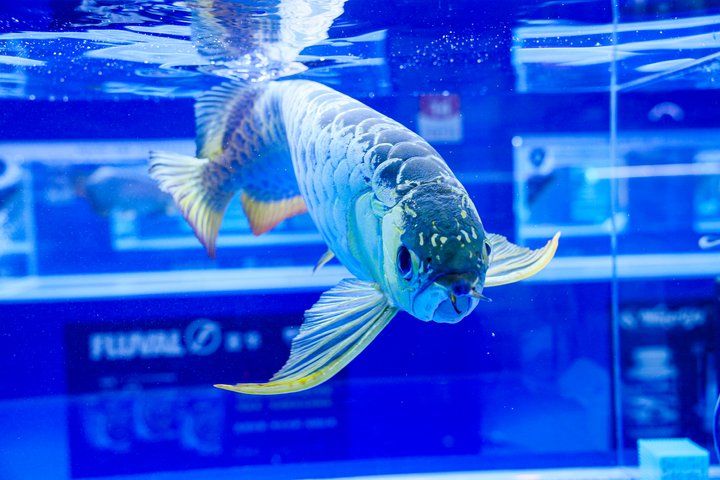 2025 長城杯世界龍虎魟魚錦標賽(頒獎典禮):2025長城杯世界龍虎魟魚錦標賽頒獎典禮