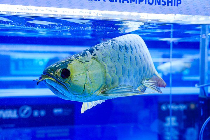 2025 長城杯世界龍虎魟魚錦標賽(頒獎典禮):2025長城杯世界龍虎魟魚錦標賽頒獎典禮