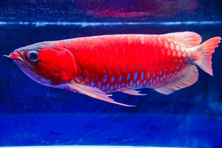 2025 長城杯世界龍虎魟魚錦標賽(頒獎典禮):2025長城杯世界龍虎魟魚錦標賽頒獎典禮