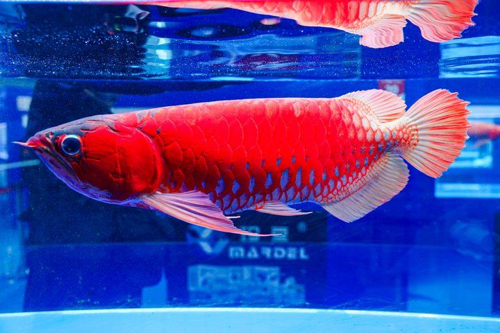 2025 長城杯世界龍虎魟魚錦標賽(頒獎典禮):2025長城杯世界龍虎魟魚錦標賽頒獎典禮