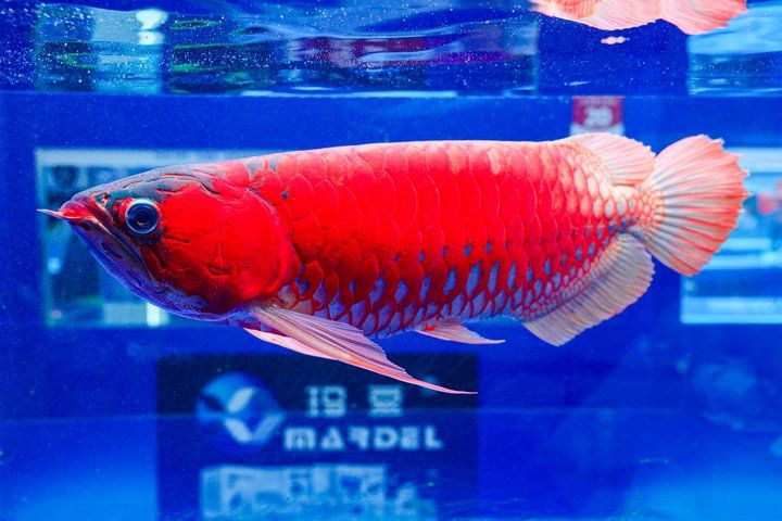 2025 長城杯世界龍虎魟魚錦標賽(頒獎典禮):2025長城杯世界龍虎魟魚錦標賽頒獎典禮