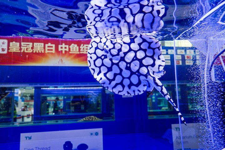 2025 長城杯世界龍虎魟魚錦標賽(頒獎典禮):2025長城杯世界龍虎魟魚錦標賽頒獎典禮