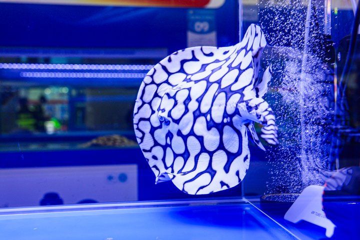 2025 長城杯世界龍虎魟魚錦標賽(頒獎典禮):2025長城杯世界龍虎魟魚錦標賽頒獎典禮