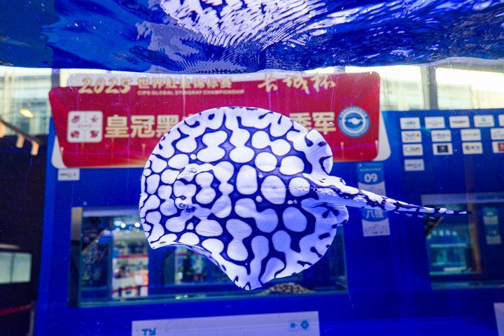 2025 長城杯世界龍虎魟魚錦標賽(頒獎典禮):2025長城杯世界龍虎魟魚錦標賽頒獎典禮