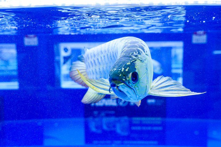 2025 長城杯世界龍虎魟魚錦標賽(頒獎典禮):2025長城杯世界龍虎魟魚錦標賽頒獎典禮