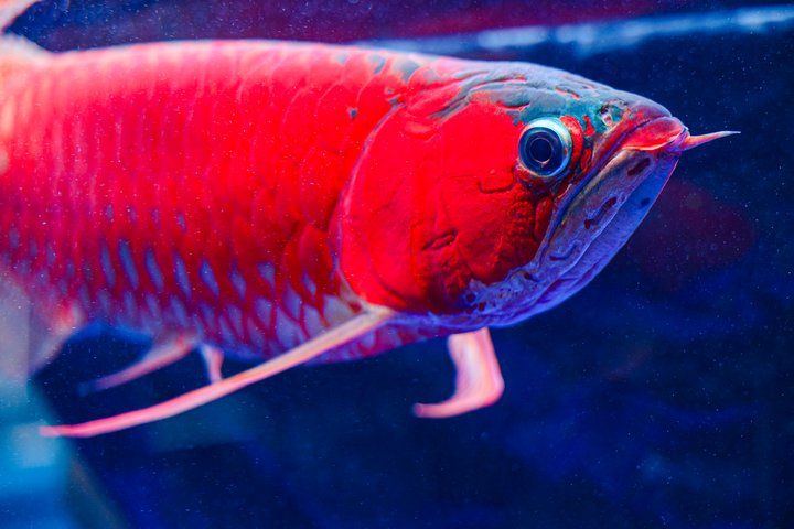 2025 長城杯世界龍虎魟魚錦標賽(頒獎典禮):2025長城杯世界龍虎魟魚錦標賽頒獎典禮